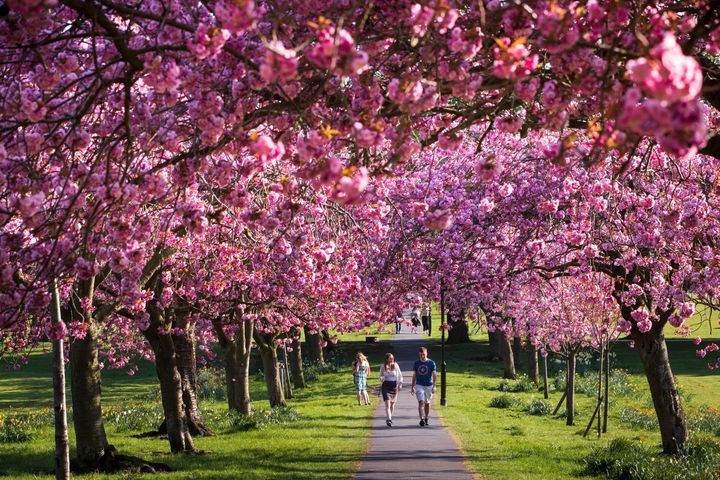 People walk along the cherry blossoms in Harrogate, Yorkshire, during the warm Easter weather.