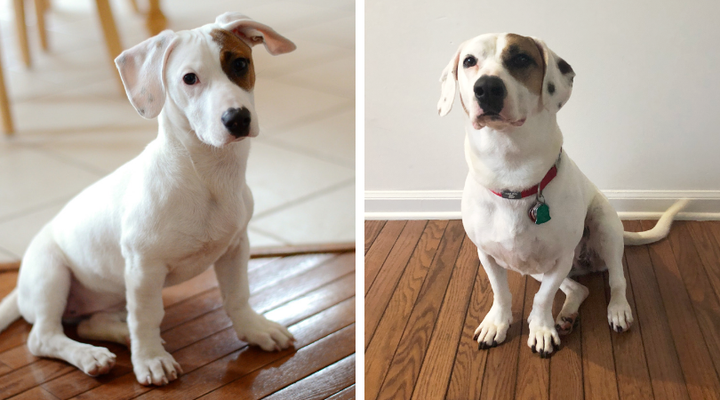 On the left, my dog April at only a few months old. On the right, April at 4 years old. She tried two dog DNA test kits, Embark and Wisdom Panel, to see how they stack up.