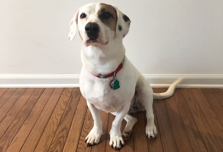 My dog April tried two dog DNA test kits, Embark and Wisdom Panel.