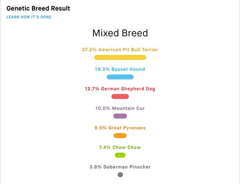 canine genetic health testing