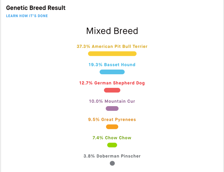 Embark Or Wisdom Panel Which One Is The Best Dog DNA Test Kit