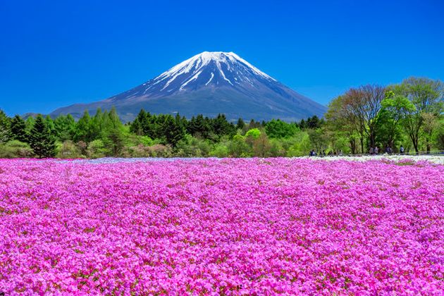 10連休に行きたい 関東甲信の絶景フラワースポット ハフポスト