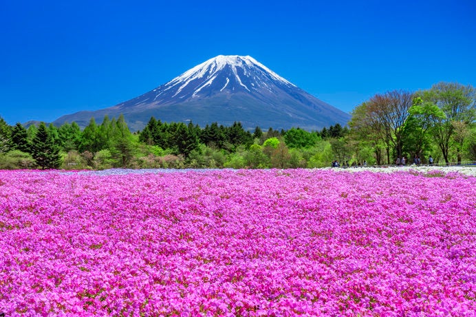 「富士芝桜まつり」の芝桜（山梨県）