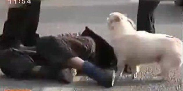 Cina: la tenerezza del cane che vigila sulla sua padrona, dopo un incidente, e sale sull'ambulanza per...