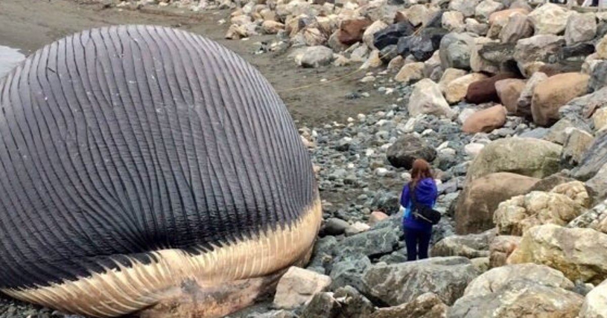 Canada Una Balena Morta Spiaggiata Terrorizza Un intera Cittadina 