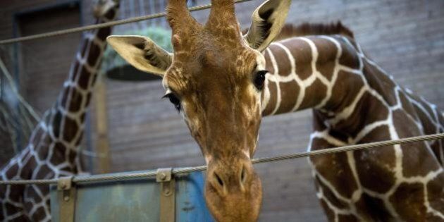 Giraffa Marius, il direttore dello zoo di Copenaghen: 