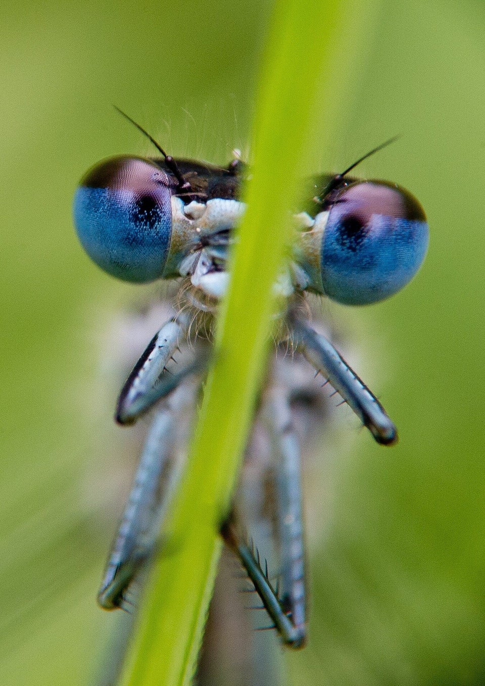 Blue damselfly