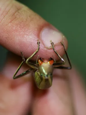 Megaspider' that can bite through human fingernail found in park