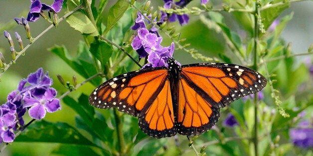 A monarch butterfly feeds on a Duranta bush Monday, May 11, 2015, in Houston. A mild winter combined with a rainy spring have made the area a lush feeding ground for butterflies. (AP Photo/Pat Sullivan)