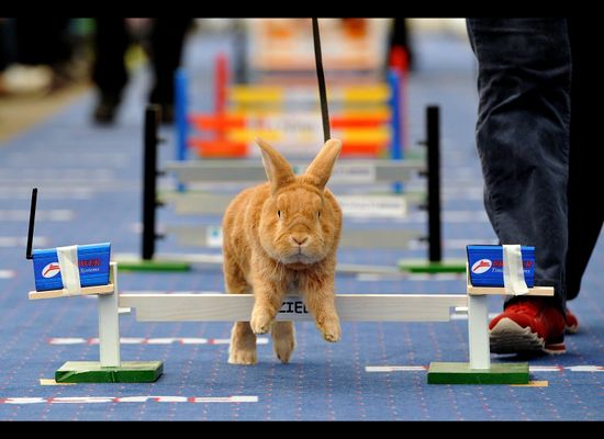The World of Rabbit Agility: Training Your Bunny for Fun and