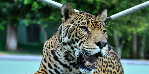 MANAUS, BRAZIL - APRIL 23: (FILE) The jaguar Juma is seen in captivity on April 23, 2016 in Manaus, Brazil. Juma escaped while taking part in the Olympic Torch Tour and was put down after attacking a person. (Photo by Ricardo Botelho/Brazil Photo Press/LatinContent/Getty Images)