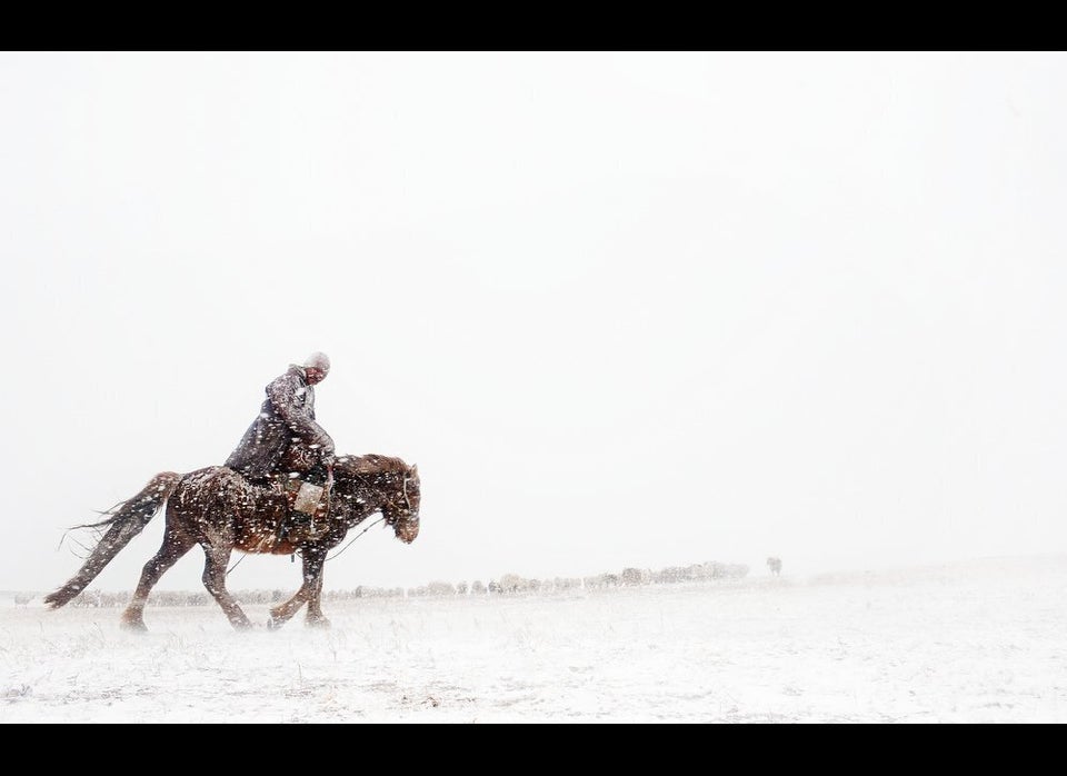 Herding in a Snowstorm