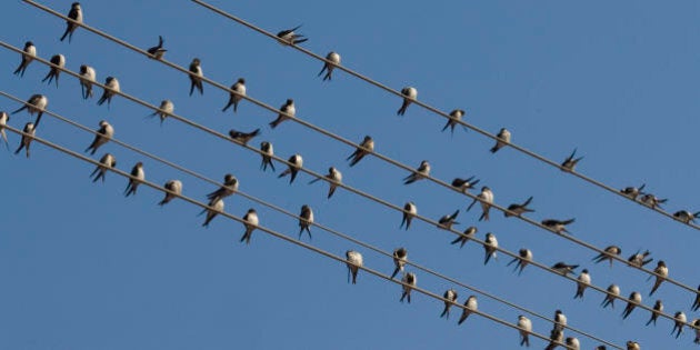 La Primavera Non E Piu Fatta Dalle Rondini L Huffpost