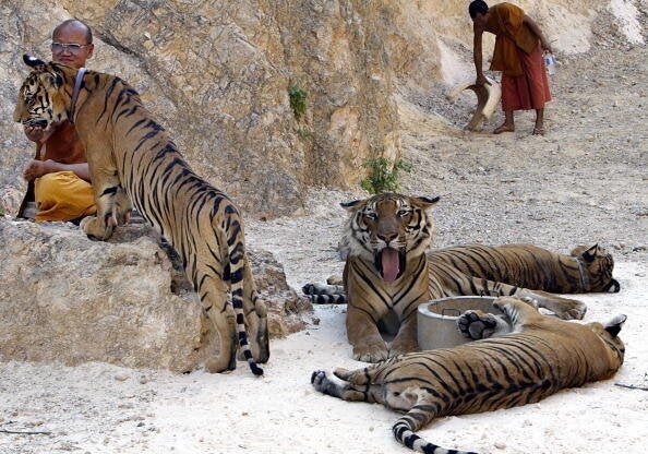 Thailand Tiger Temple Monks Live With Tigers PHOTOS HuffPost