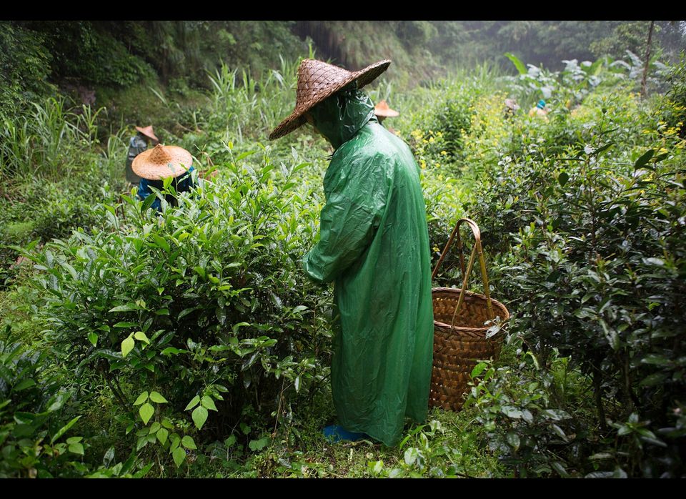Tea Making In China