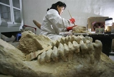 Major Dinosaur Site Found In China | HuffPost The World Post