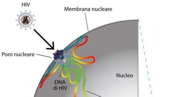 Aids, italiani scoprono dove Hiv si nasconde nelle cellule. Nuovo passo per sconfiggere la malattia all'Icgeb...