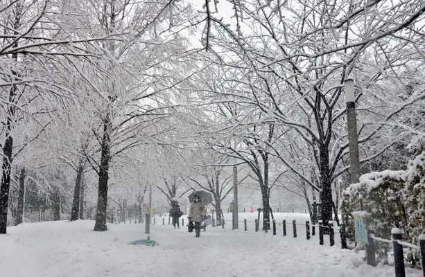 Photos: Heaviest snowstorm in years cuts power, delays travel in Tokyo