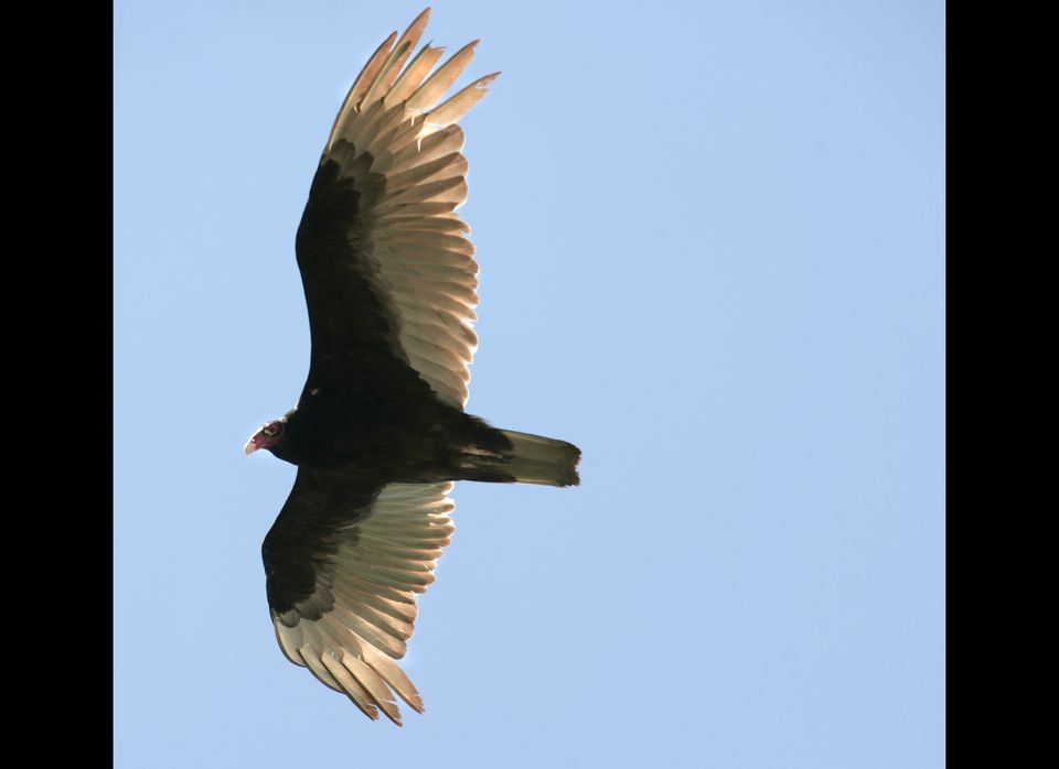 Israeli 'Spy Vulture'