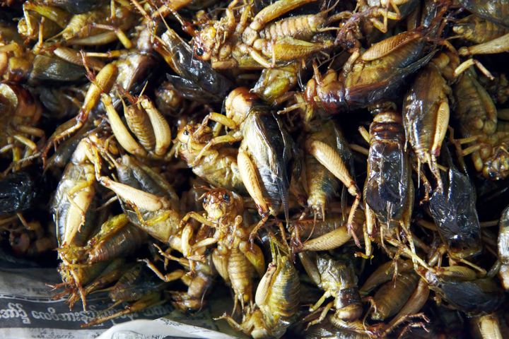 Fried locust or cricket insects food for eating in Myanmar (Burma)