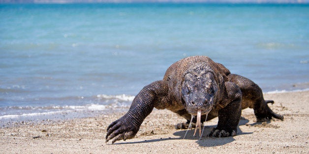 A closeup photo of a Komodo Dragon walking on the beach at Komodo Dragon National Park in Indonesia