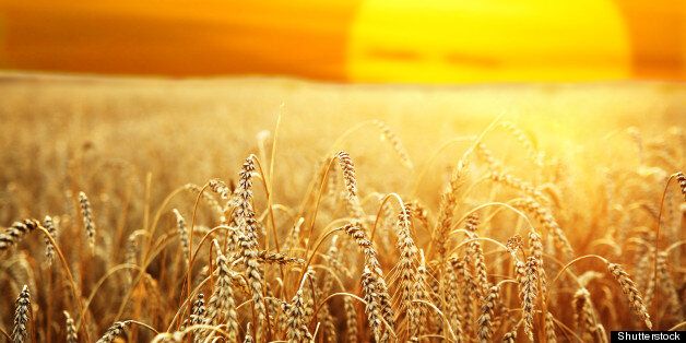 ripening ears of wheat field on ...