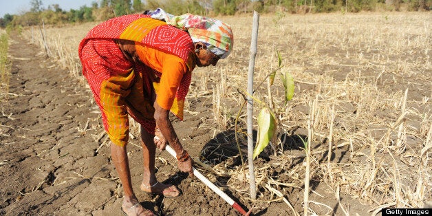 Indian farmer, Kumniben Gelabhai Chaudhry, works in her field at Selarpur village in Surat district, some 260 kms from Ahmeda
