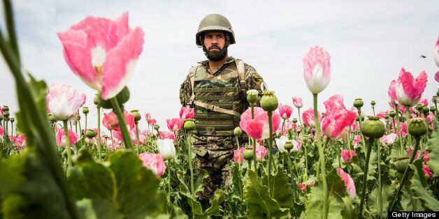 KANDAHAR, AFGHANISTAN - APRIL 5: A soldier in the Afghan National Army's 6th Kandak (battalion), 3rd company walks through a poppy field during a joint patrol with the U.S. Army's 1st Battalion, 36th Infantry Regiment near Command Outpost Pa'in Kalay on April 5, 2013 in Kandahar Province, Maiwand District, Afghanistan. The United States military and its allies are in the midst of training and transitioning power to the Afghan National Security Forces in order to withdraw from the country by 2014. (Photo by Andrew Burton/Getty Images)