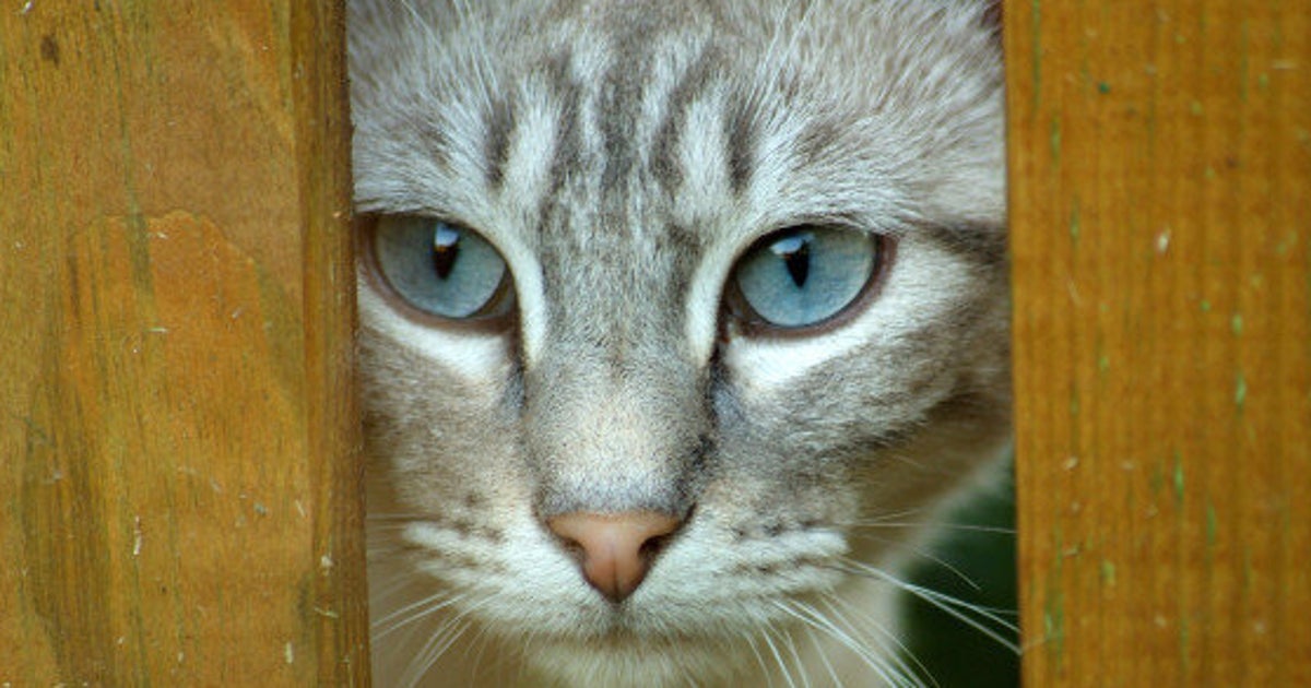 8 Segnali Che Il Tuo Gatto Sta Tentando Di Ucciderti Video L