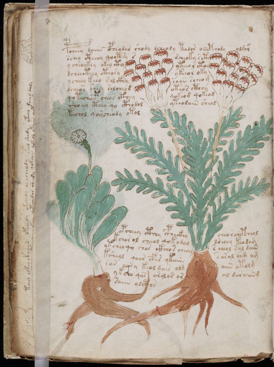 Voynich Manuscript 