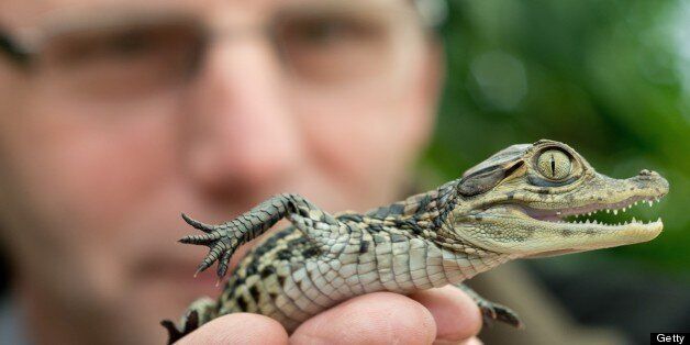 Karl-Heinz Voigt, founder of the 'Krokodilstation' (Crocodile Station) in Golzow, eastern Germany shows an 18 days old crocodile baby on February 18, 2013. Voigt is a hobby breeder who openend his terrarium to the public in 2001, from May to September. AFP PHOTO / PATRICK PLEUL GERMANY OUT (Photo credit should read PATRICK PLEUL/AFP/Getty Images)