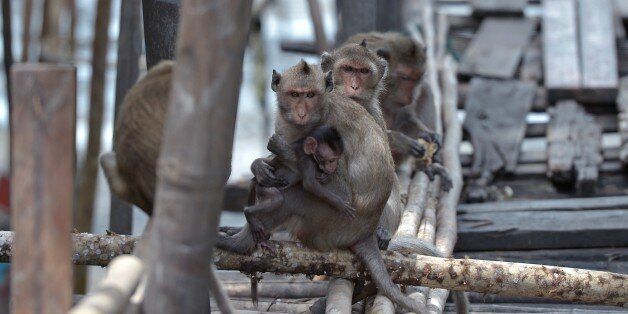 TO GO WITH STORY Lifestyle-wildlife-animals-Thailand-monkeys,FEATURE by Apilaporn Vechakij Long-tailed macaques sit on the bamboo bridges near farmer village in Chachoengsao province 82 km. from Bangkok on July 15, 2013. In one Thai village homes are raided, property is pinched and locals are attacked by dastardly gangs operating beyond the law -- but the perpetrators are monkeys, not men. AFP PHOTO / PORNCHAI KITTIWONGSAKUL (Photo credit should read PORNCHAI KITTIWONGSAKUL/AFP/Getty Images)