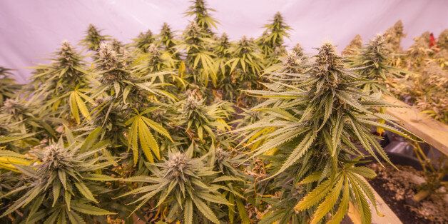 [UNVERIFIED CONTENT] Legal cannabis greenhouse or grow-operation for a Canadian patient with a legal medical permit.