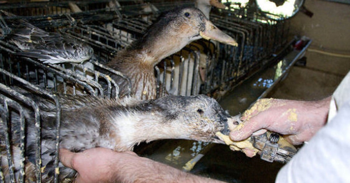 Foie gras anatre e oche maltrattate e ingozzate con un tubo per
