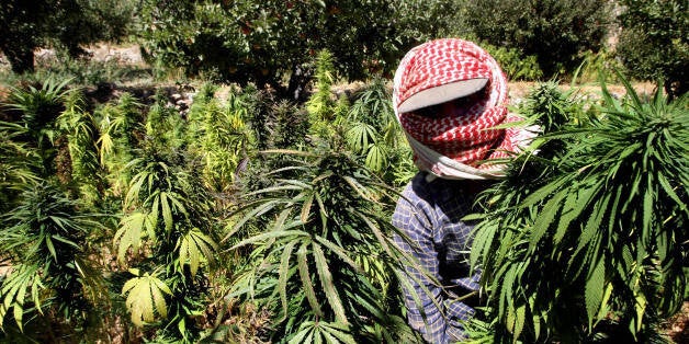 A Lebanese farmer harvests cannabis plants at a place somewhere in the Bekaa valley, 26 September 2007. Dozens of farmers acr