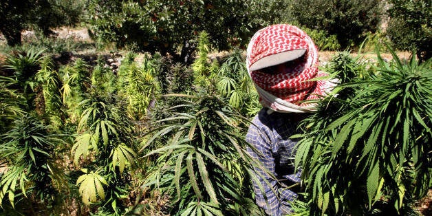 A Lebanese farmer harvests cannabis plants at a place somewhere in the Bekaa valley, 26 September 2007. Dozens of farmers across the lush Bekaa valley, known in Roman times as the breadbasket of the world, have taken advantage of Lebanon's political vacuum this year to plant the largest cannabis crop since the end of the 1975-1990 civil war. AFP PHOTO/RAMZI HAIDAR (Photo credit should read RAMZI HAIDAR/AFP/Getty Images)