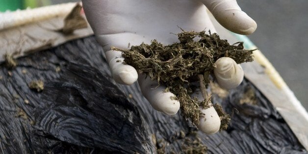 A policeman from an anti-drugs unit checks a package of marijuana, on May 24, 2012, in Cali, department of Valle del Cauca. The Colombian Police seized 8 tons of marijuana in various checkpoints on the roads of the department of Valle del Cauca, southwest of Colombia. AFP PHOTO/Luis ROBAYO (Photo credit should read LUIS ROBAYO/AFP/GettyImages)