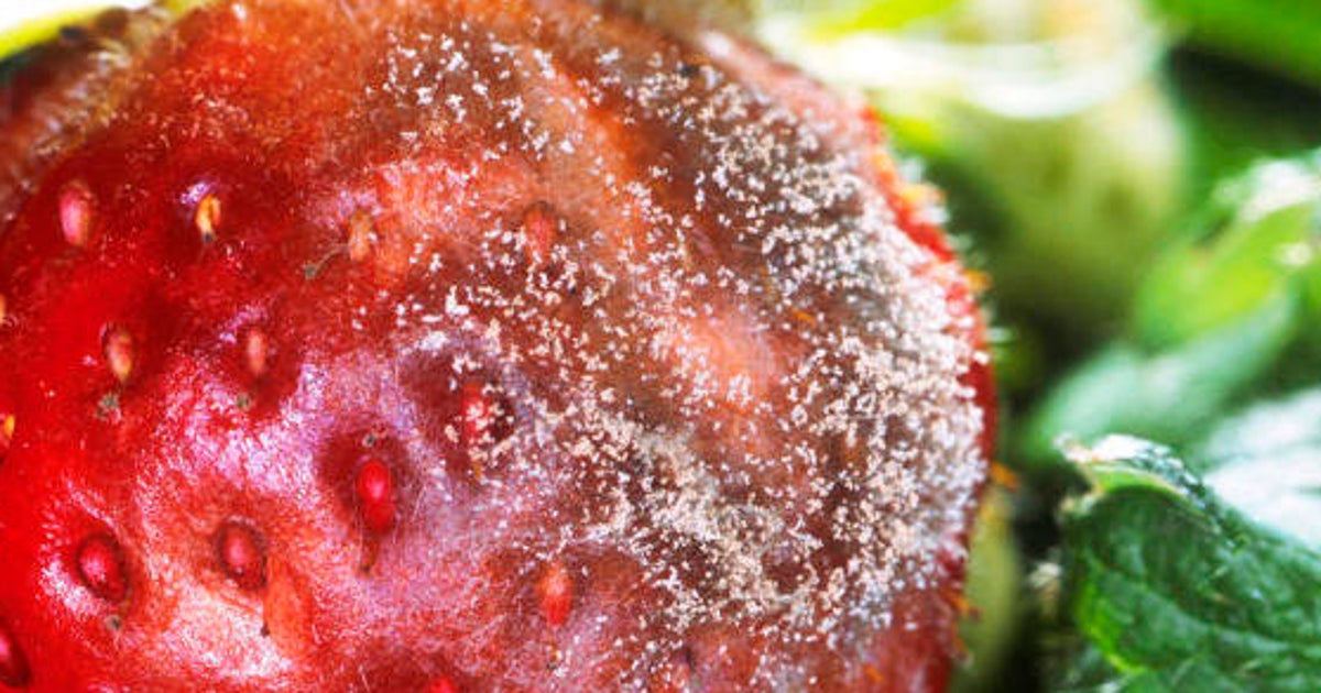 Muffa Nei Cibi A Volte E Causa D Intossicazioni In Altri Casi E Solo Un Piacere Per Il Palato Ecco Come Riconoscerla L Huffpost