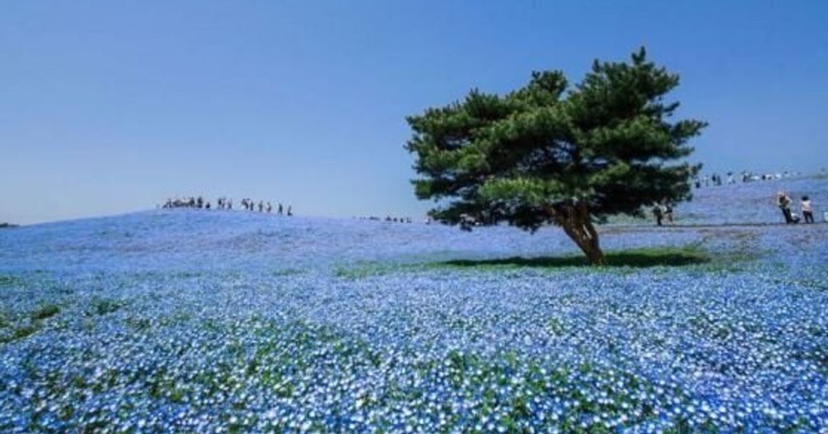 Hitachi Seaside Park, la fioritura della Nemophila. 4 milioni e mezzo