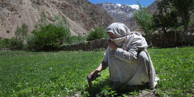 WAKHIL, AFGHANISTAN - MAY 15: An Afghan woman works in a field of young marijuana plants on a family farm on May 15, 2011 in