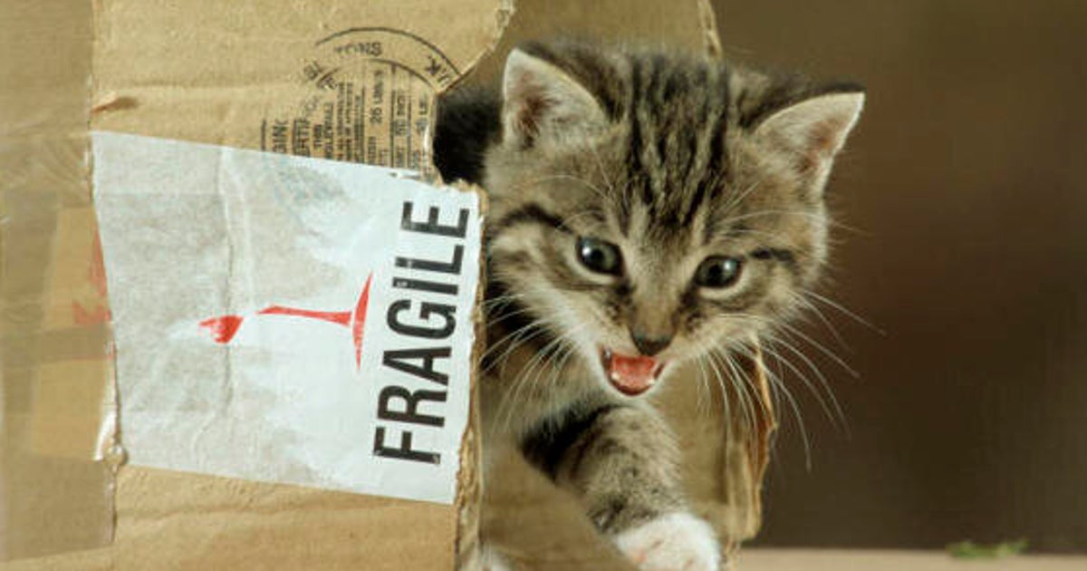 Il Tuo Gatto Impazzisce Per Le Scatole Di Cartone Questo Video Di