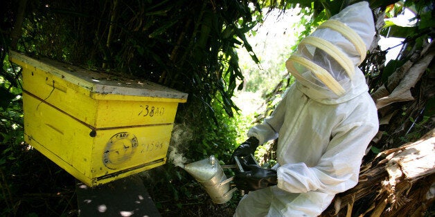 KISUMU, KENYA - SEPTEMBER 10: Images of a subsidised bee-keeper at work in the Sauri Millenium village, September 10, 2007 in Kisumu, Kenya. The pictures illustrate succesful production based on five years of initial structured financing of rural communities which allows small farmers to reach sustainability and the ability to support themselves. (Photo by Brent Stirton/Getty Images)