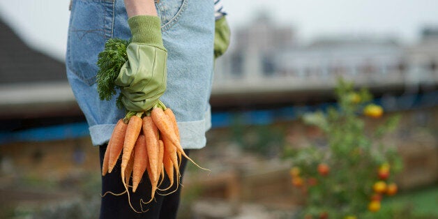 Woman in allotment on roof garden wearing gardening gloves, holding a bunch of carrots.