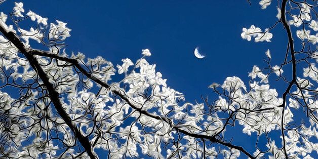 Very brief:Gleam of blossoms in the treetopsOn a moonlit night.- Matsuo BashÅ(Happy Slider Sunday!)