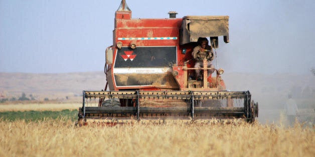 An Iraqi farmer harvests his wheat field on the outskirts of the western town of Ramadi, some 100 kms from Baghdad, on July 17, 2009. Many Iraqis still rely on sacks of government donated flour as part of their monthly food rations. AFP PHOTO / AZHAR SHALLAL (Photo credit should read AZHAR SHALLAL/AFP/Getty Images)