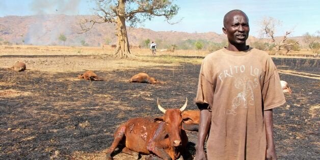 A picture taken on February 13, 2014 shows a sudanese man standing next to injured and dead cows following a reported aerial bombing by government forces on Tabanya, in Buram County, in southern Kordofan, where Sudan People's Liberation Movement-North (SPLM-N) rebels have been fighting since 2011. The Sudanese goverment and South Kordofan rebels met for their first peace talks in almost a year, after a landmine reportedly killed five people in a war that has affected more than one million. AFP PHOTO / NUBA REPORTS / AHMED KHATIR (Photo credit should read AHMED KHATIR/AFP/Getty Images)