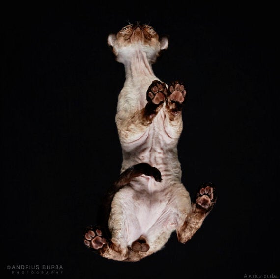 Le Foto Di Questi Gatti Sulle Fotocopiatrici Sono Divertentissime