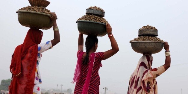PUSHKAR, INDIA - 2014/10/30: Ladies carry their collected camel droppings used to fire at the Pushkar in the desert Indian st