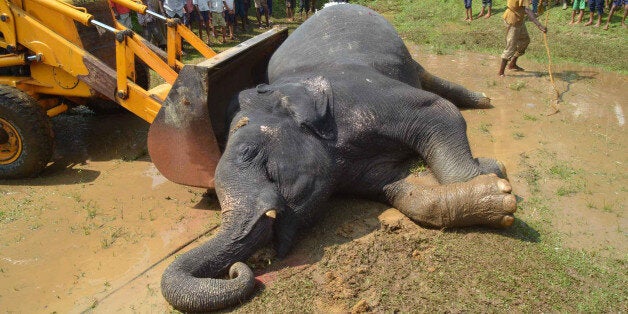 An excavator removes the carcass of an elephant after it was killed by poachers at Kothalguri village, in Nagaon district in the northeastern state of Assam on September 25, 2013. Locals said the elephant's tusks were removed by poachers. AFP PHOTO (Photo credit should read STR/AFP/Getty Images)