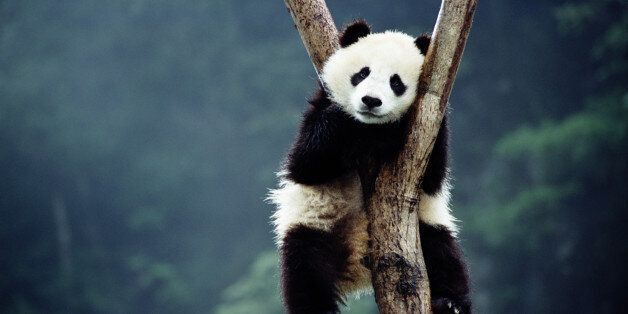 Panda cub (Ailuropoda melanoieca) sleeping in tree, Wolong Valley, Si